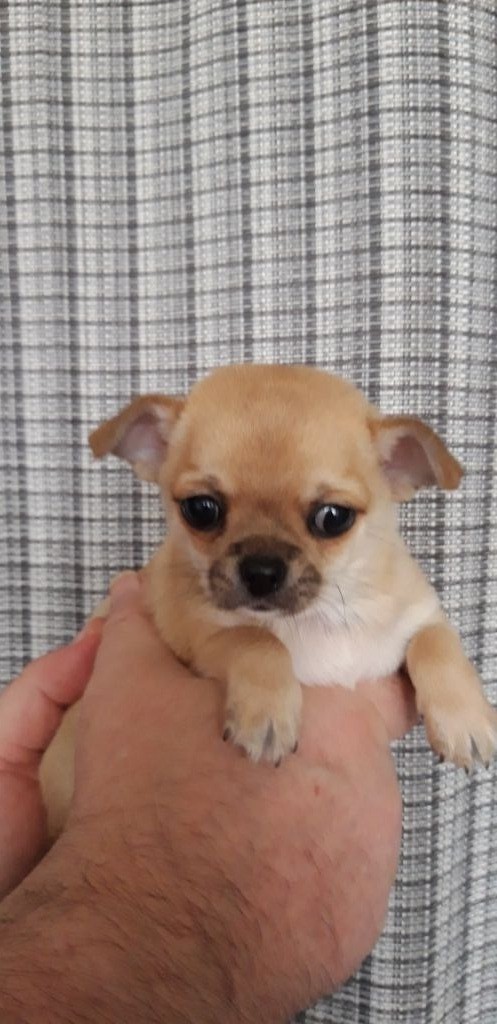 Evelyne Bernardy-bavart - Chiots disponibles - Chihuahua